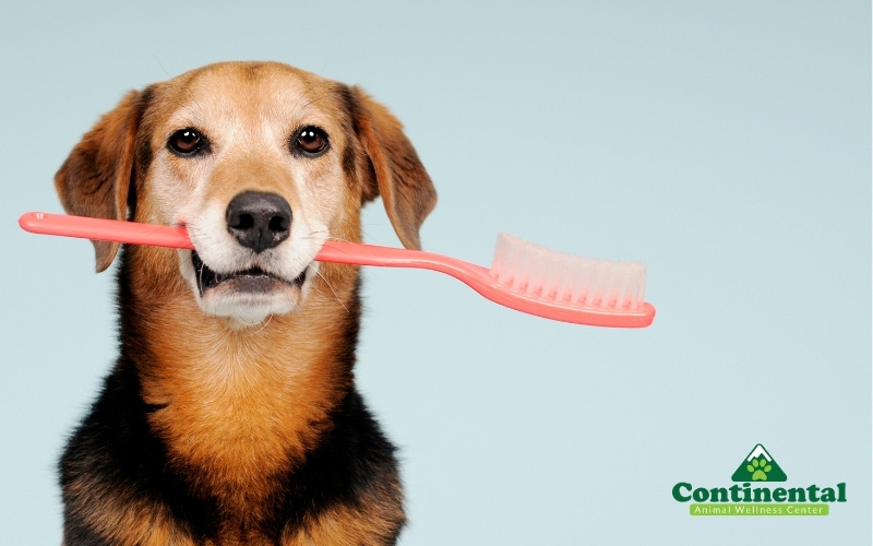 Dog holding a pink toothbrush in its mouth