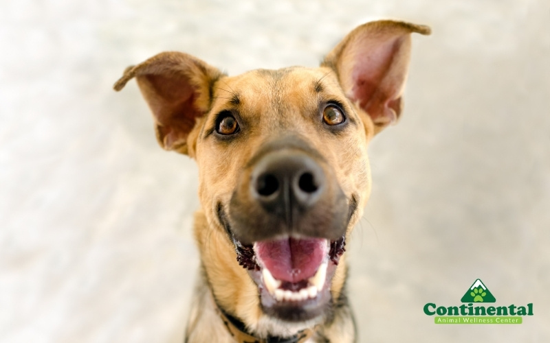 Happy Dog Showing Healthy And Clean Teeth