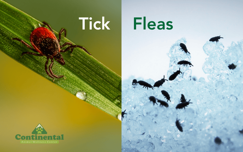 Image 1 Tick Fleas Continenal Animal Wellness Center Recognize Tick And Fleas