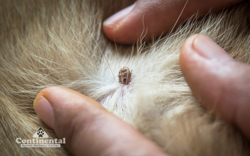 Tick in Dog Tick In Dog's Skin