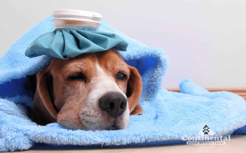 Lethargic Dog Lethargic Dog Doctor Flagstaff