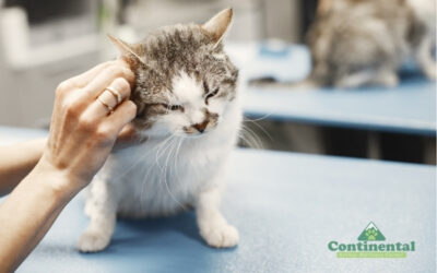 What Flagstaff Pet Owners Should Know About Spring Pet Parasite Prevention