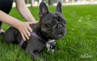 BOAS Surgery: Helping Dogs Breathe Easier in Flagstaff, Arizona
