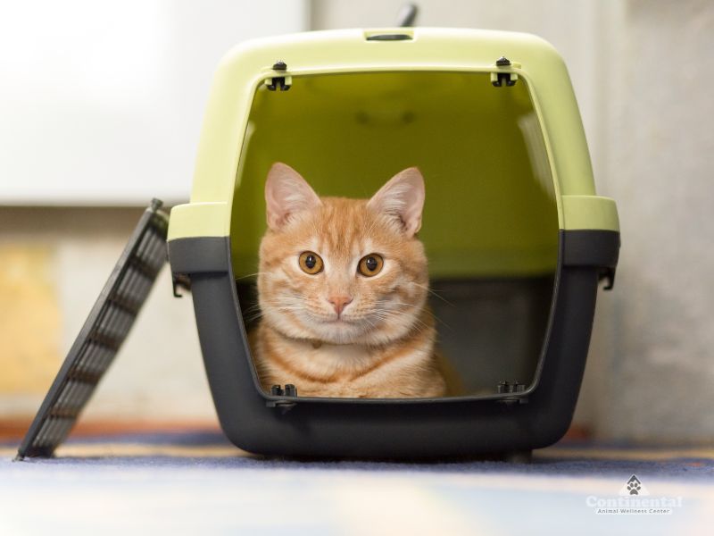 Cat sitting patiently in pet carrier with open door