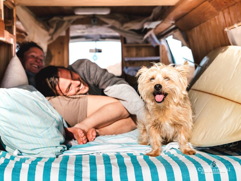 Woman in back of camper van with her dog