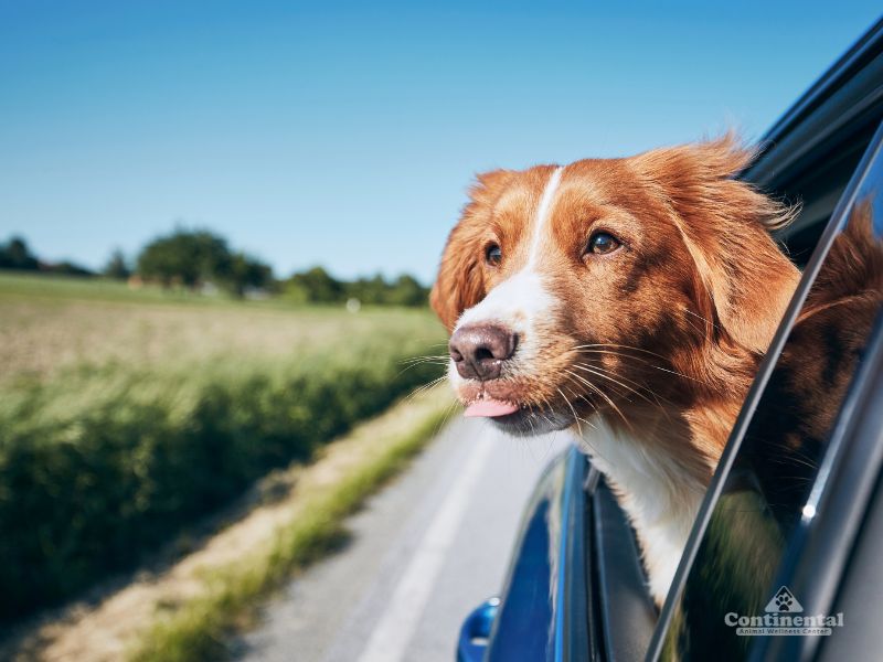 Summer Pet Travel Tips: How to Prepare for Trips with Dogs and Cats